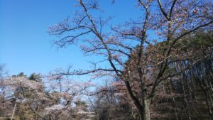 花見1