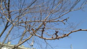IMG_1136_m