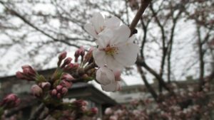IMG_1192_m