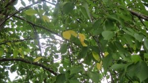 IMG_1393_m