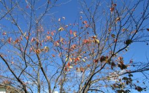 IMG_1410_m