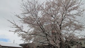 IMG_1512_m